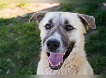 DEXTER - neugieriger und selbstbewusster Dickkopf sucht Menschen mit Hundeerfahrung