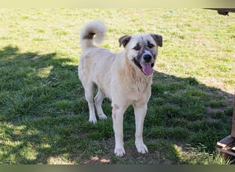 DEXTER - neugieriger und selbstbewusster Dickkopf sucht Menschen mit Hundeerfahrung