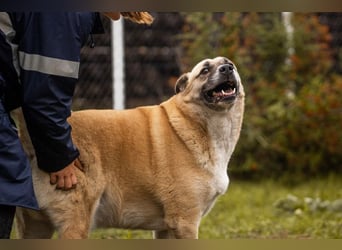 DEXTER - neugieriger und selbstbewusster Dickkopf sucht Menschen mit Hundeerfahrung