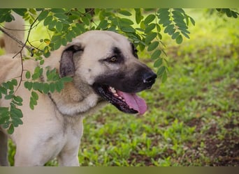 AUGUSTUS - der neugierige und selbstbewusste Rüde sucht ein hundeerfahrenes Zuhause