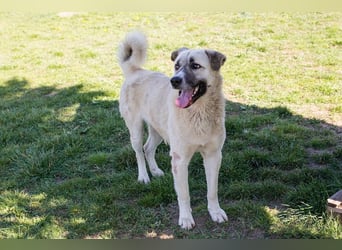 DEXTER - neugieriger und selbstbewusster Dickkopf sucht Menschen mit Hundeerfahrung