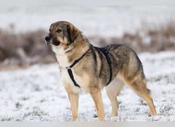 Roxy sucht ein neues Zuhause