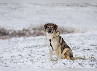 Roxy sucht ein neues Zuhause