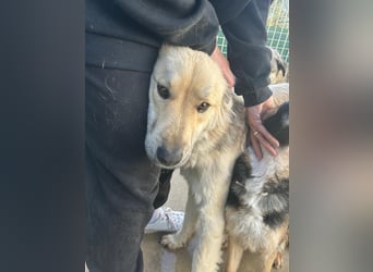 Sanfter BANDERO sucht dringend ZH oder PS ❤️