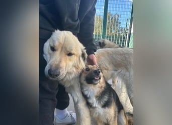 Sanfter BANDERO sucht dringend ZH oder PS ❤️