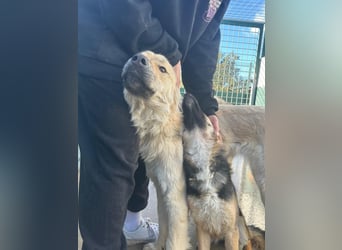 Sanfter BANDERO sucht dringend ZH oder PS ❤️