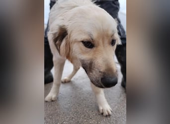 Sanfter BANDERO sucht dringend ZH oder PS ❤️