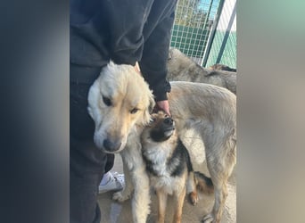 Sanfter BANDERO sucht dringend ZH oder PS ❤️