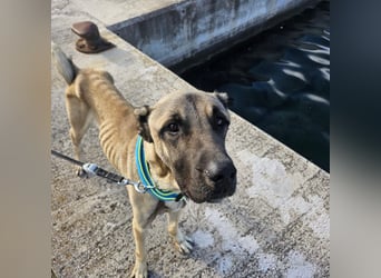 Cognac sucht dringend Zuhause oder PS❤️