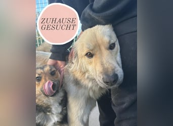 Sanfter BANDERO sucht dringend ZH oder PS ❤️