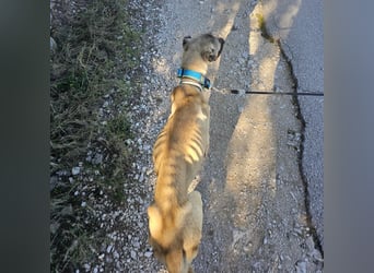 Cognac sucht dringend Zuhause oder PS❤️