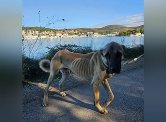 Cognac sucht dringend Zuhause oder PS❤️