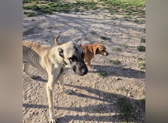 Cognac sucht dringend Zuhause oder PS❤️