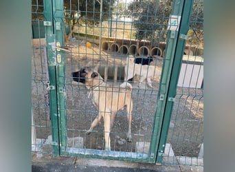 Cognac sucht dringend Zuhause oder PS❤️