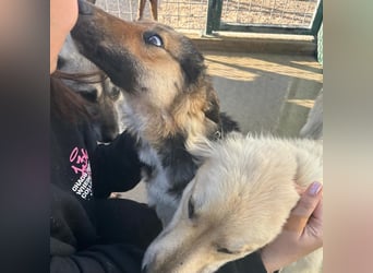 Sanfter BANDERO sucht dringend ZH oder PS ❤️