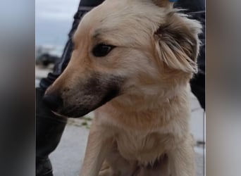 Sanfter BANDERO sucht dringend ZH oder PS ❤️