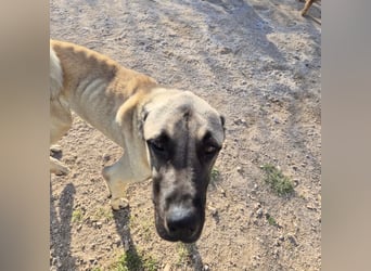 Cognac sucht dringend Zuhause oder PS❤️