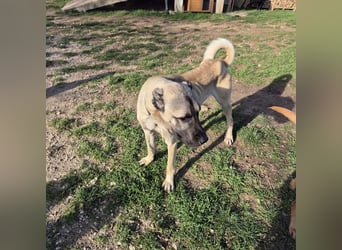 Cognac sucht dringend Zuhause oder PS❤️