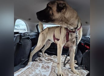 Cognac sucht dringend Zuhause oder PS❤️