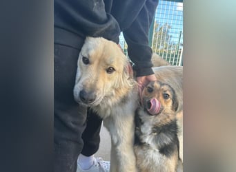 Sanfter BANDERO sucht dringend ZH oder PS ❤️