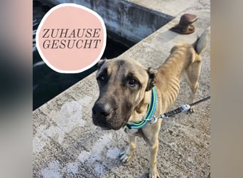 Cognac sucht dringend Zuhause oder PS❤️