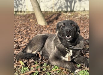 Ferin eine sanfte unsichere Hündin