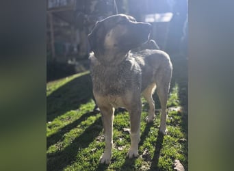 Sardor ein prachtvoller imposanter Rüde