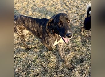 Rajah ein imposanter gutmütiger Kerl