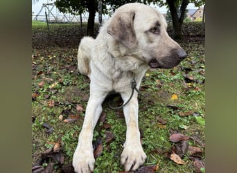 Zeus ein sehr großer Bub