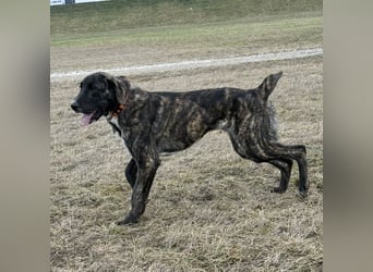 Rajah ein imposanter gutmütiger Kerl