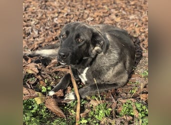 Ferin eine sanfte unsichere Hündin