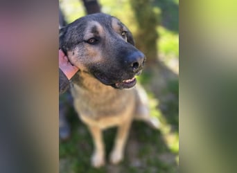 Sardor ein prachtvoller imposanter Rüde