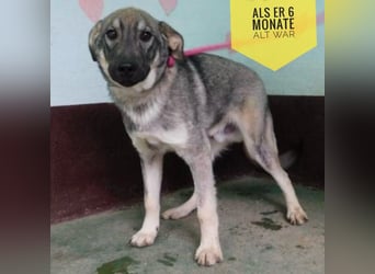 Matty eine gebrochene Seele