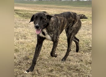 Rajah ein imposanter gutmütiger Kerl