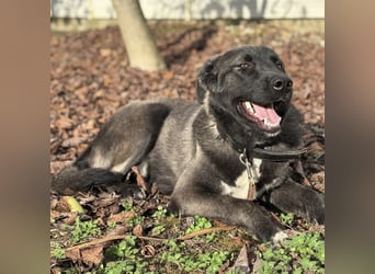 Ferin eine sanfte unsichere Hündin