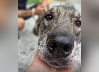 Matty eine gebrochene Seele