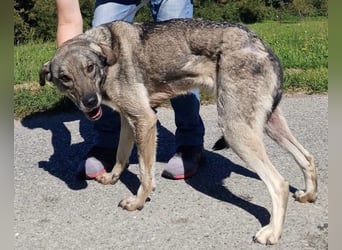 Matty eine gebrochene Seele