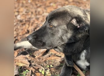 Ferin eine sanfte unsichere Hündin