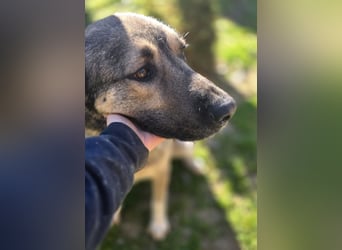 Sardor ein prachtvoller imposanter Rüde