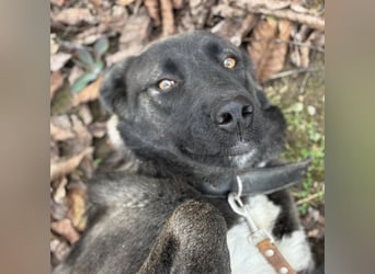 Ferin eine sanfte unsichere Hündin