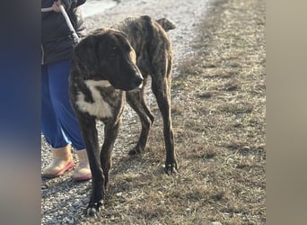 Rajah ein imposanter gutmütiger Kerl