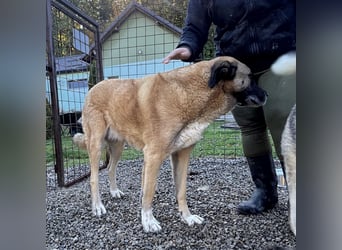 Milan ein ganz großer gutmütiger ruhiger Rüde