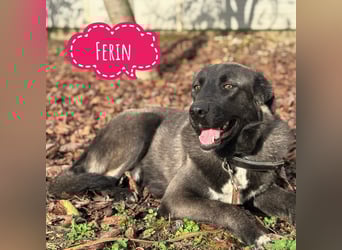 Ferin eine sanfte unsichere Hündin