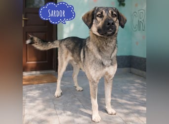 Sardor ein prachtvoller imposanter Rüde