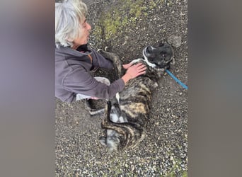 Rajah ein imposanter gutmütiger Kerl