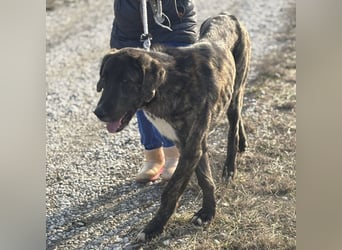 Rajah ein imposanter gutmütiger Kerl