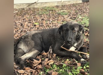 Ferin eine sanfte unsichere Hündin