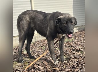 Ferin eine sanfte unsichere Hündin