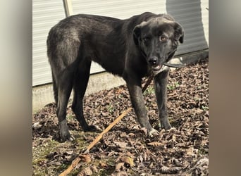 Ferin eine sanfte unsichere Hündin