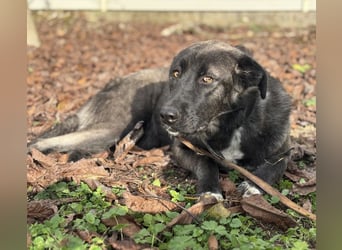 Ferin eine sanfte unsichere Hündin